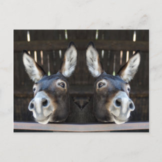 Nosey-Esel gespiegelt Postkarte