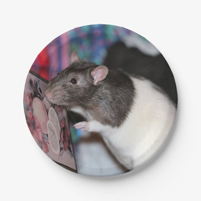 Nosey Pappteller (Vorderseite)