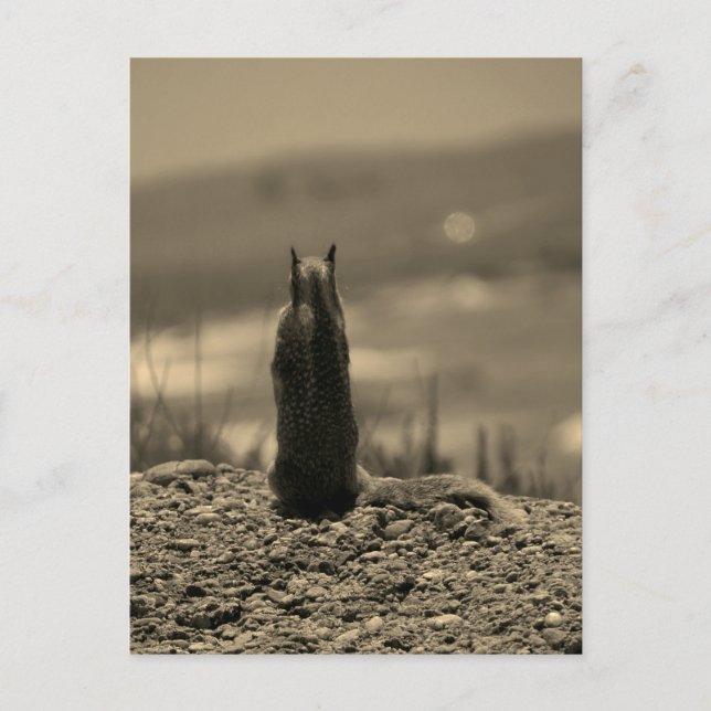 Nosferatu Postkarte (Vorderseite)