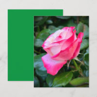 Nostalgie Rose Nostalgie