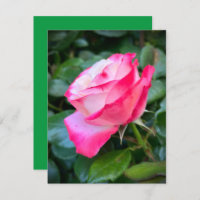 Nostalgie Rose Nostalgie