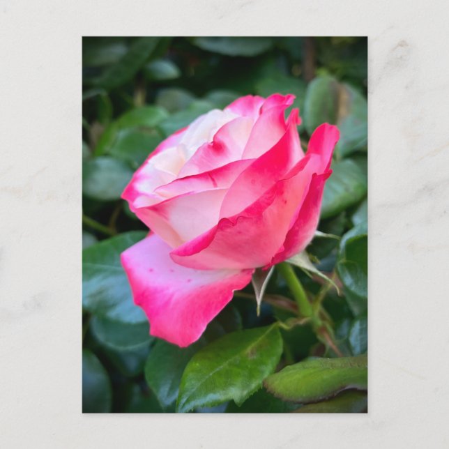 Nostalgie Rose Nostalgie Postkarte (Vorderseite)