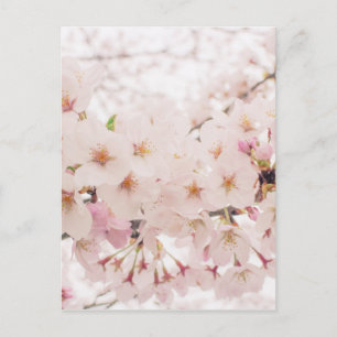 Nostalgischer Sakura Postkarte