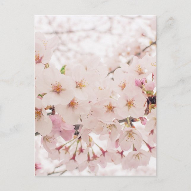 Nostalgischer Sakura Postkarte (Vorderseite)