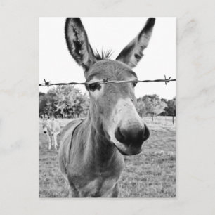 Nosy Donkey Postkarte