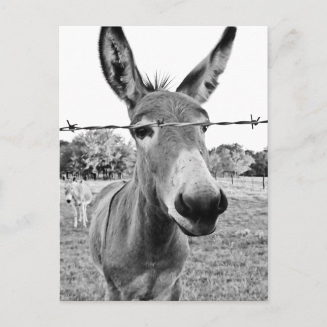 Nosy Donkey Postkarte (Vorderseite)