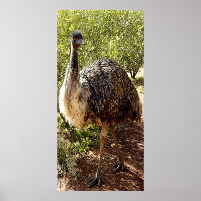 Nosy Emu Poster (Vorne)