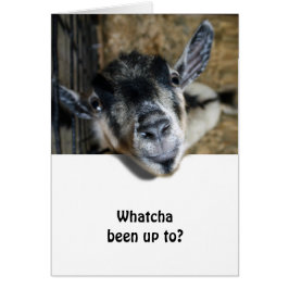 Nosy Goat sucht nach oben