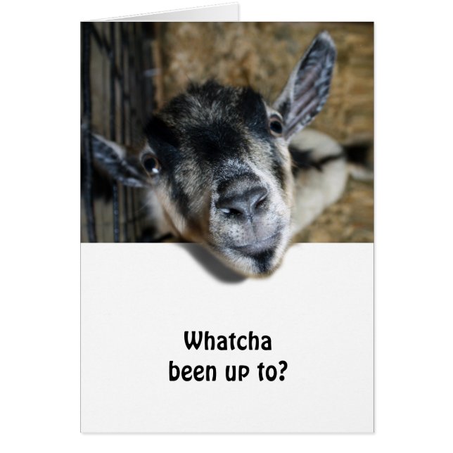 Nosy Goat sucht nach oben (Vorne)