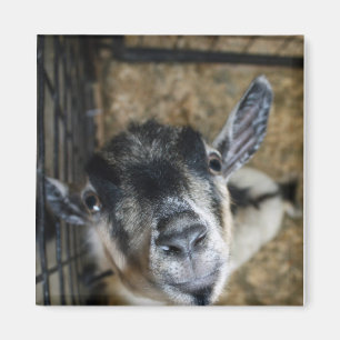 Nosy Goat sucht nach oben Magnet