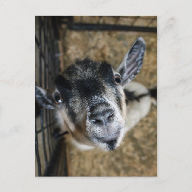 Nosy Goat sucht nach oben Postkarte (Vorderseite)
