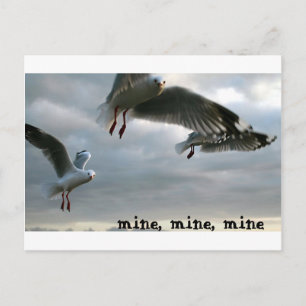 Nosy Gulls Postkarte