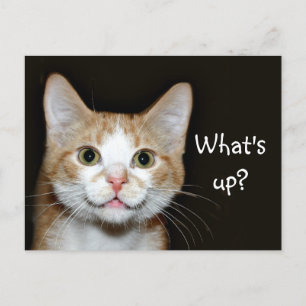 Nosy-Katze Postkarte