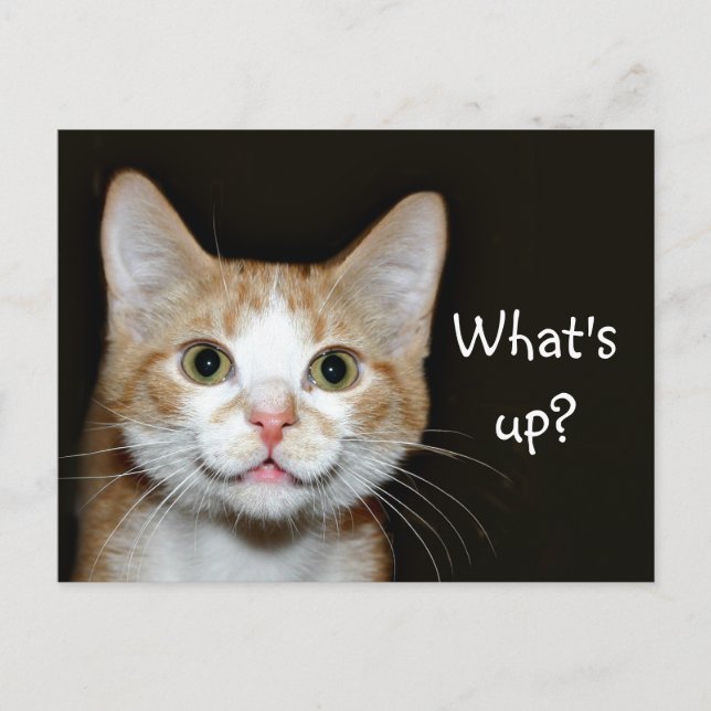 Nosy-Katze Postkarte (Vorderseite)