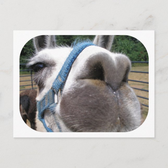 Nosy Llama Postkarte (Vorderseite)