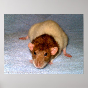 Nosy Rat Print Poster