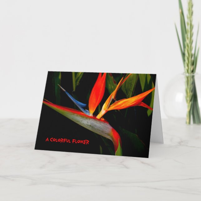 Note Card Colorful Bird of Paradise Karte (Vorderseite)