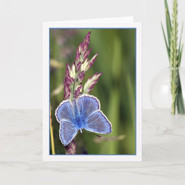 Note Card - Common Blue Male Butterfly - Polyommat Karte (Vorderseite)