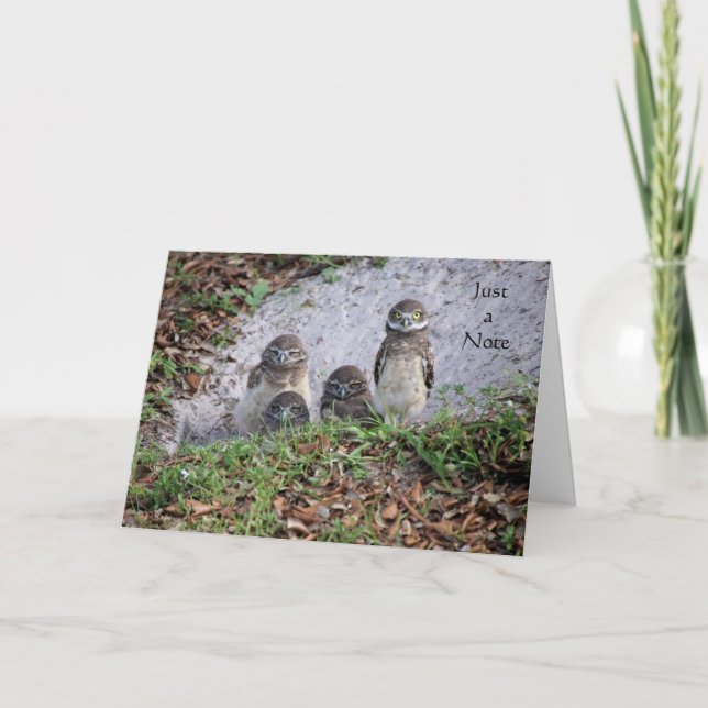 Note Card mit Baby Burrowing Owls Karte (Vorderseite)