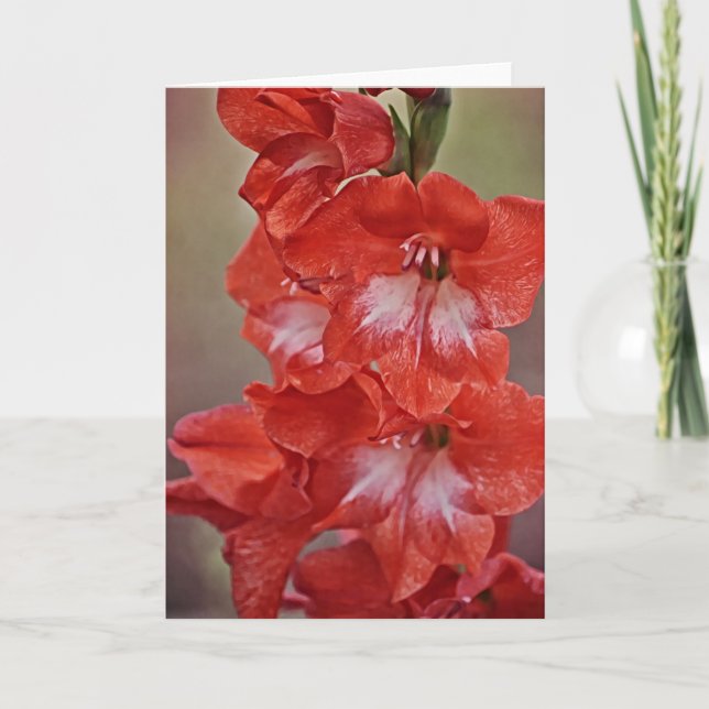 Note Card Rot/Weiß Gladiolus Blume Karte (Vorderseite)