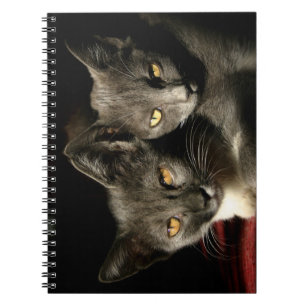 Notebook mit grauer Cats Foto (80 Seiten B&W) Notizblock