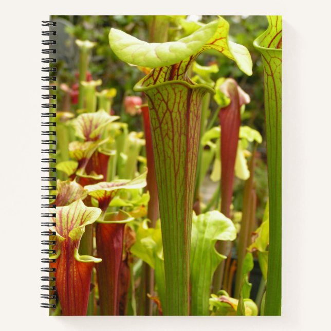 Notebook mit Sarracenia Flava-Fotos Notizbuch (Vorderseite)