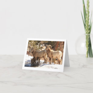 Notecard Bighorn Sheep Karte