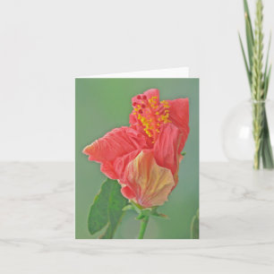 NOTECARD, BLUMENREICHER, ROTER HIBISKUS/TEXTURE KARTE