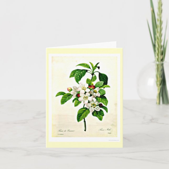 Notecard-Botanicals-Pierre Joseph Redoute 9 Karte (Vorderseite)