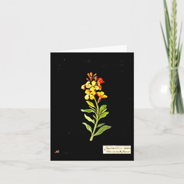 Notecard-Botanische Kunst-Mary-Delany 16 Karte (Vorderseite)