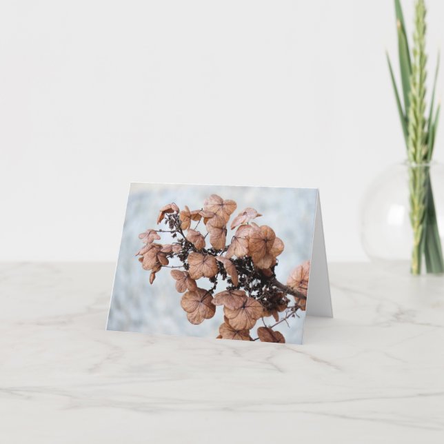 Notecard - Hydrangea im Winter (Vorderseite)