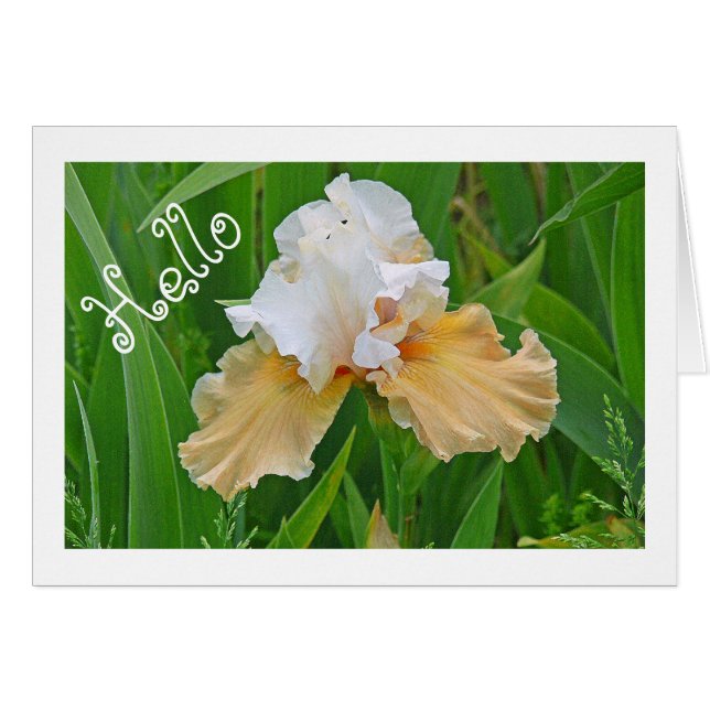 NOTECARD, PEACH UND WEISSE IRIS/ HELLO /FOTOG. (Vorderseite (Horizontal))