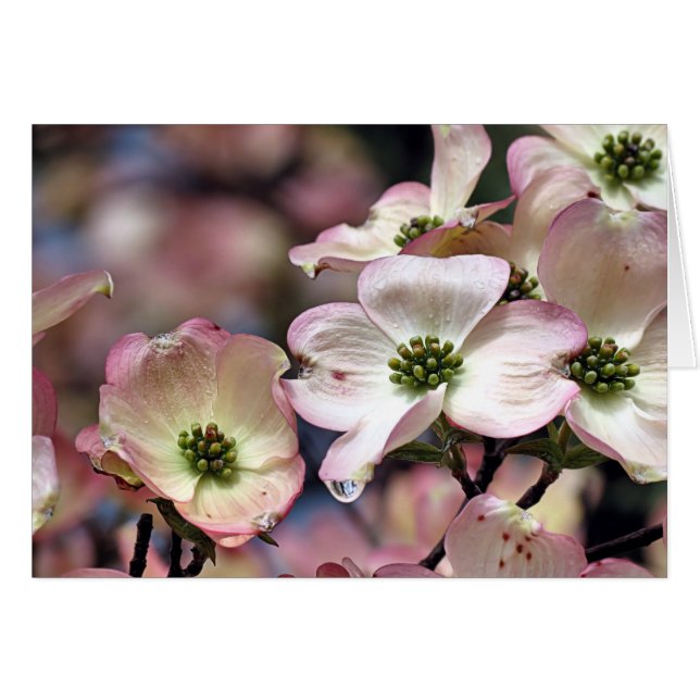 Notecard - Rosa Dogwood (Vorderseite (Horizontal))