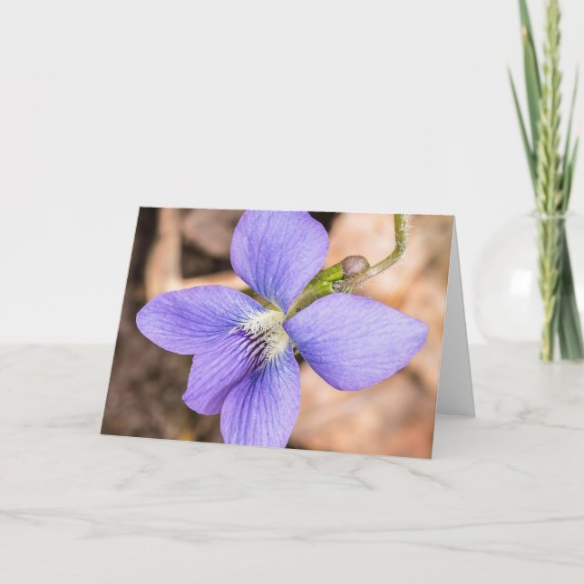 Notecard Wood Violet Wildblume Karte (Vorderseite)