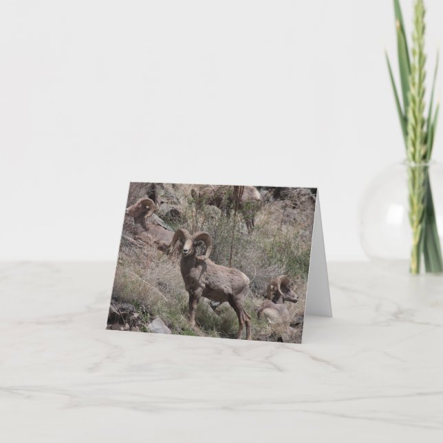 Notecards für Bighorn Sheep Karte (Vorderseite)