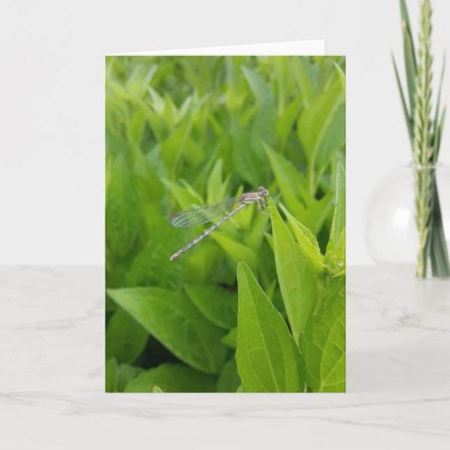 Notecards für die Silberdrachenmatische (Leere Inn Karte (Vorderseite)