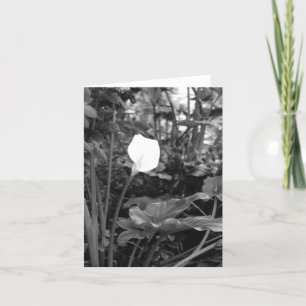 Notecards von Calla Lily Karte