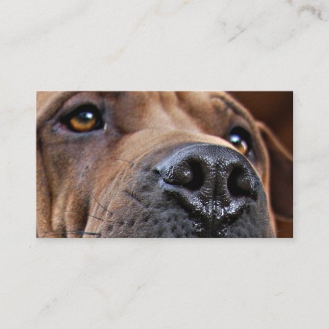 Nothaustier-Alarm-Karten für Haustier-Inhaber Telefonnummerkarte (Vorderseite)