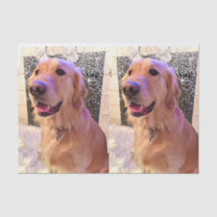 Notieren Sie das goldene Retriever-Gewebepapier Seidenpapier