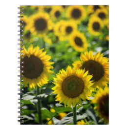 Notizbuch - Das Sonnenblumenfeld Notizblock