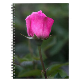 Notizbuch - Elegante rosa Rosenknospe Foto Notizblock