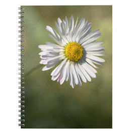 Notizbuch - Fotografie von Gänseblümchen-Blüten Notizblock