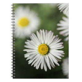 Notizbuch - Gänseblümchen Blumenfotografie Notizblock