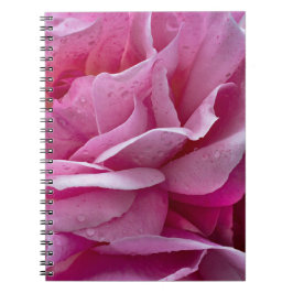 Notizbuch - Rosa Rosenblüten und Tautropfen Notizblock