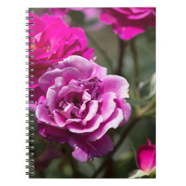 Notizbuch - Schönes Rosenfoto Notizblock