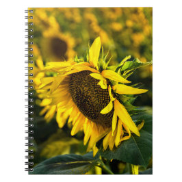 Notizbuch - Sonnenblume fängt die Sonne Notizblock