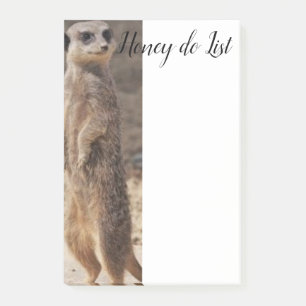 Notizen Meerkat