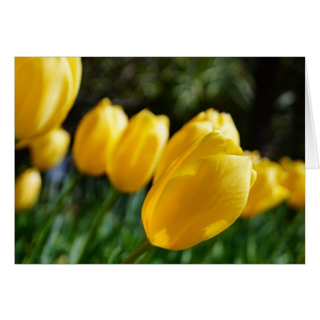 Notizen vom Frühling ~ Tulips! (Vorderseite (Horizontal))