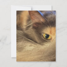 Notizkarte aus der Sicht einer Katze