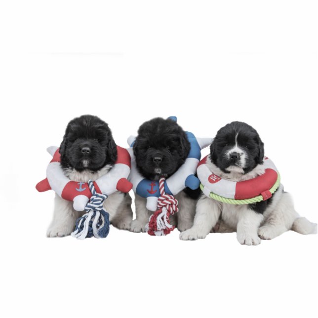 Notta Bär Newfoundlands Wasser-Baby-Skulptur Freistehende Fotoskulptur (Vorne)